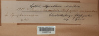 Thyridium vestitum image